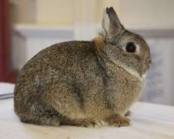 netherland dwarf rabbit adult