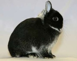 black and white netherland dwarf rabbit